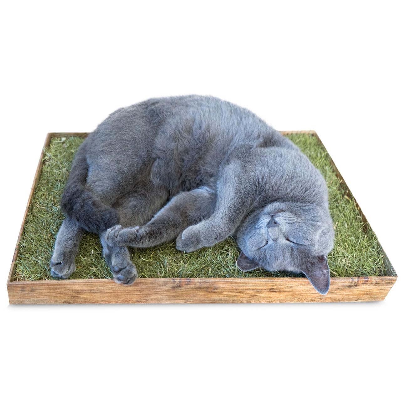 jr-farm-ein-st-ck-natur-relax-wiese-f-r-katzen-katzengras-schale-54-x-37-x-4-5-c image 3