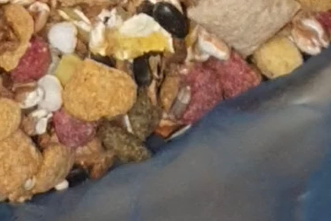 Unsere 5 Ratten lieben es