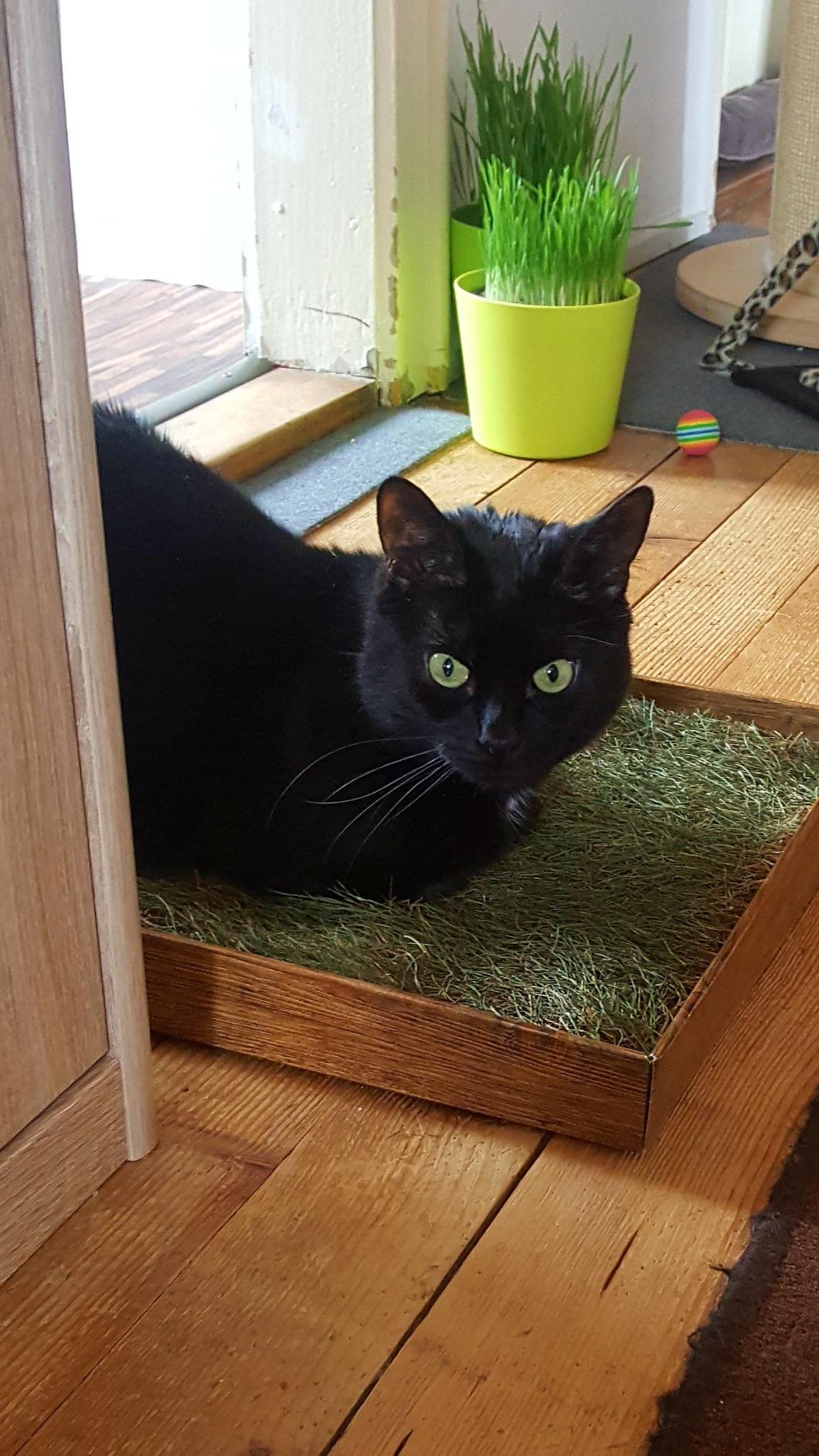Besser als jedes Katzengras