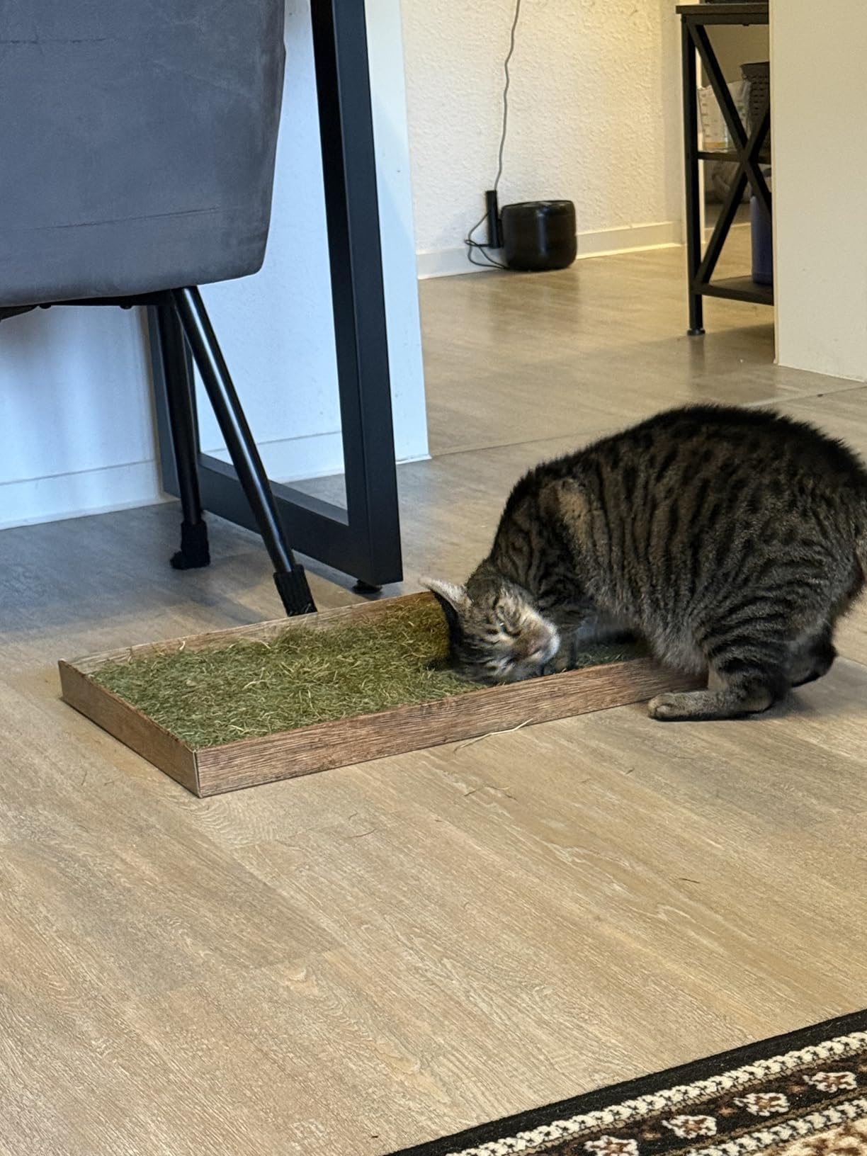 Top für Senior-Katze
