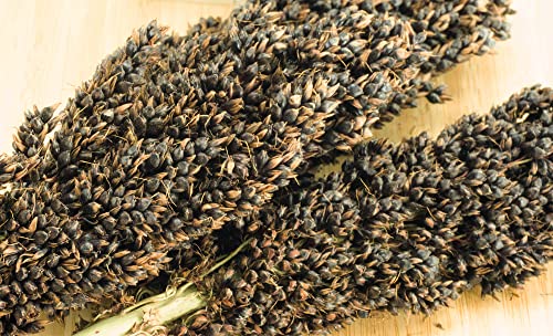 getzoo-sorghum-schwarz-getrocknet-im-bund-erlebnisfutter-besch-ftigung-f-r-nager image 5