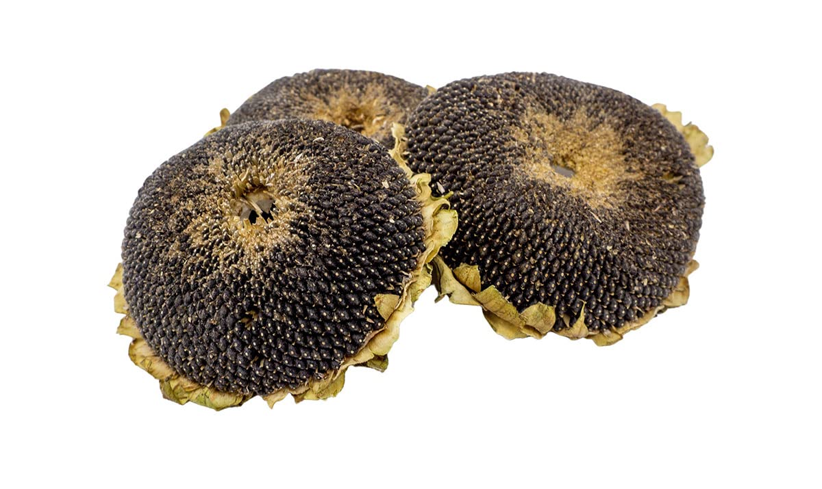 getzoo-sonnenblumenkopf-getrocknet-nat-rliches-erlebnisfutter-f-r-nager image 1