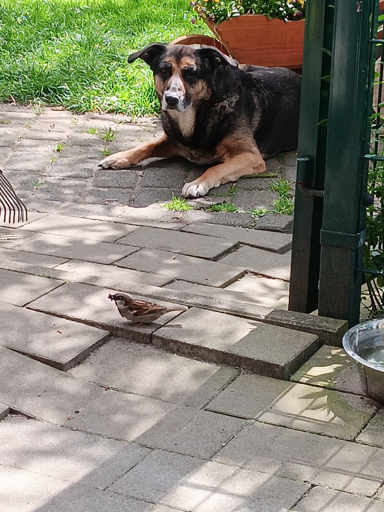 Gut, aber Katzen aufpassen