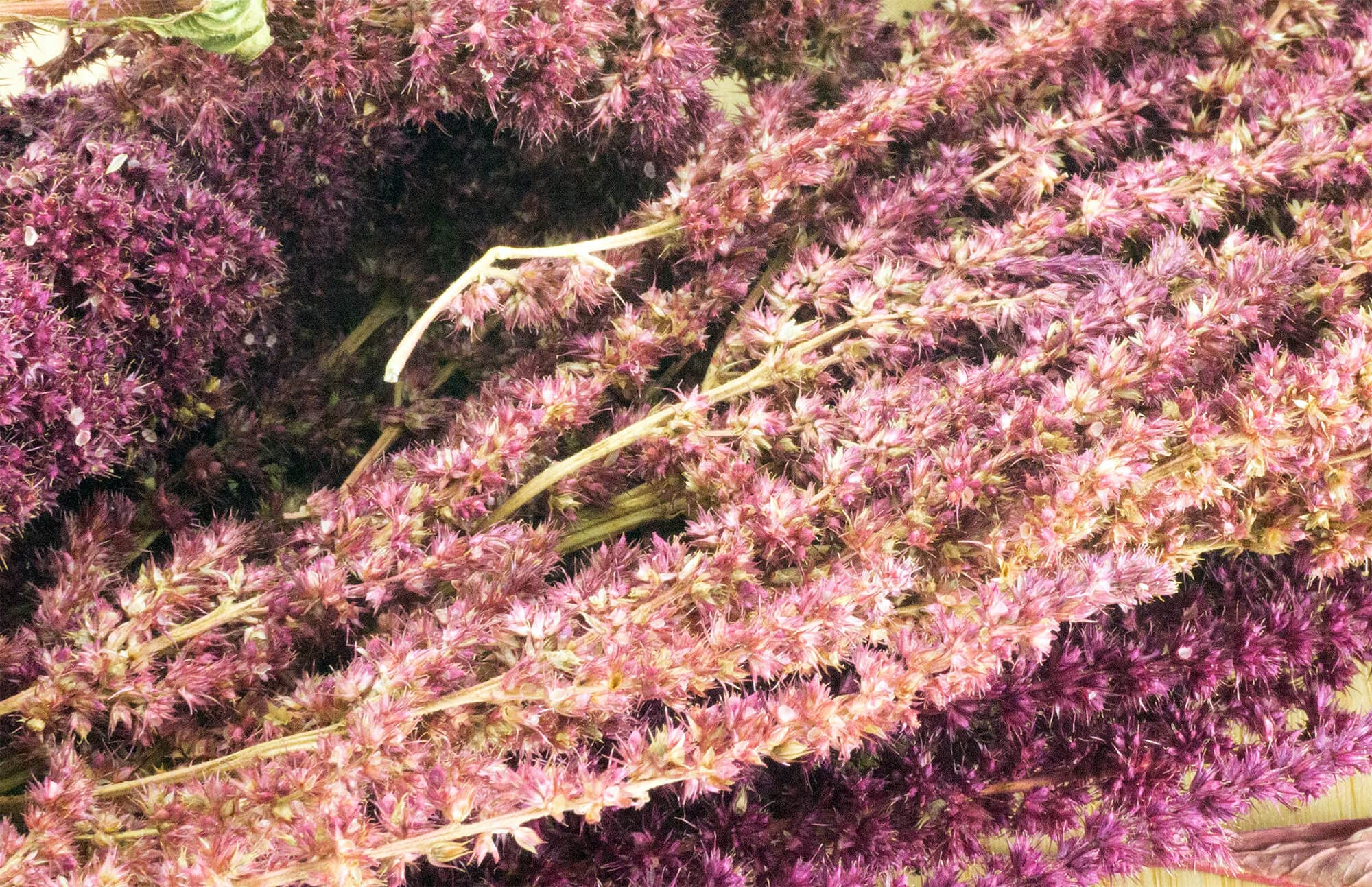 getzoo-amaranth-rot-getrocknet-bund-erlebnisfutter-f-r-nager image 2