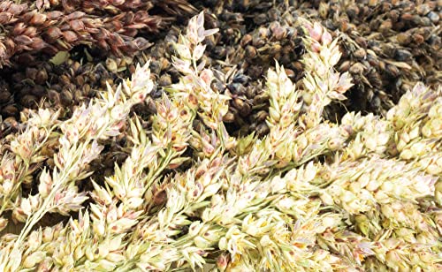 getzoo-schelli-getrocknet-bund-kolbenhirse-rispenhirse-erlebnisfutter image 5