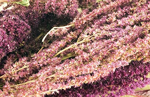 getzoo-amaranth-rot-getrocknet-bund-erlebnisfutter-f-r-nager image 5