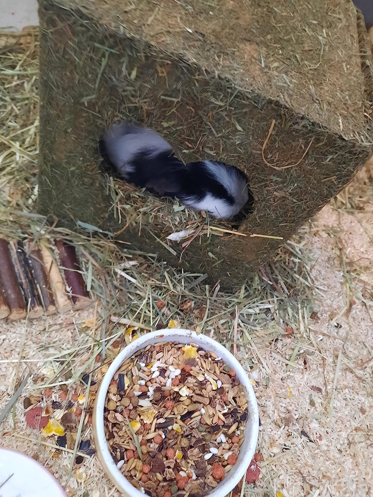 Kaninchen sind verrückt danach