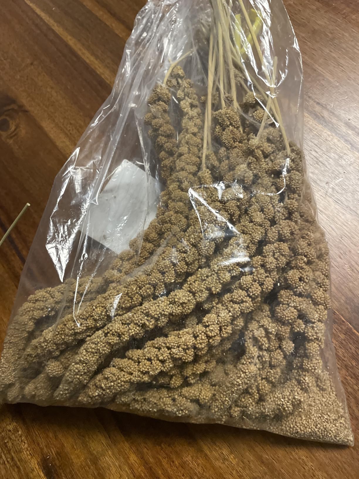 Beste Beschäftigung für meine Vögel