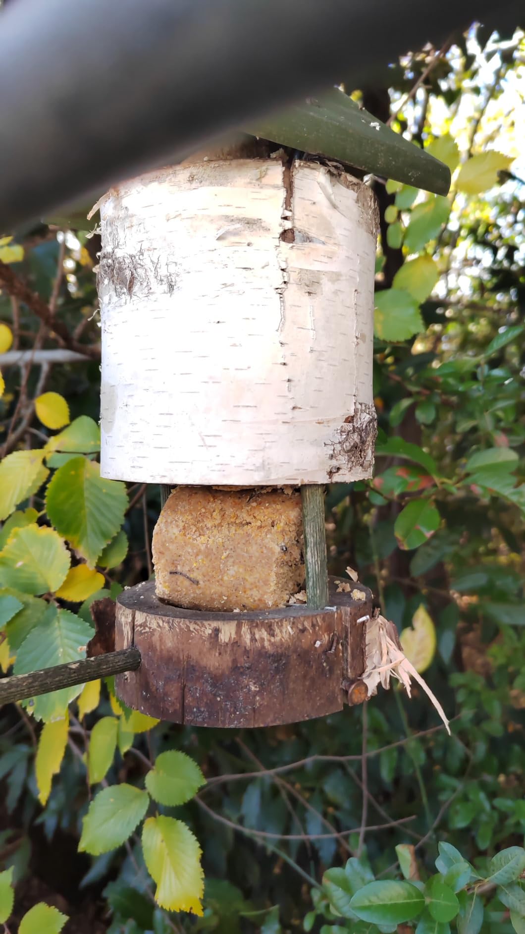Leider Eichhörnchenmagnet