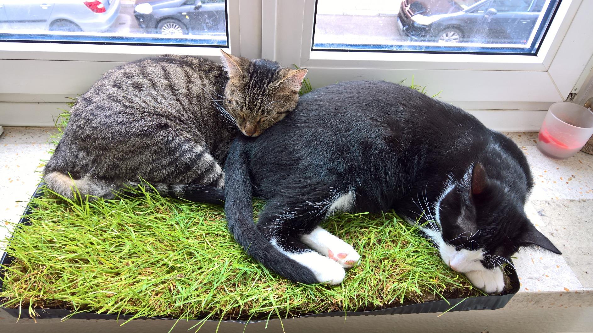 Junge Katzen lieben es