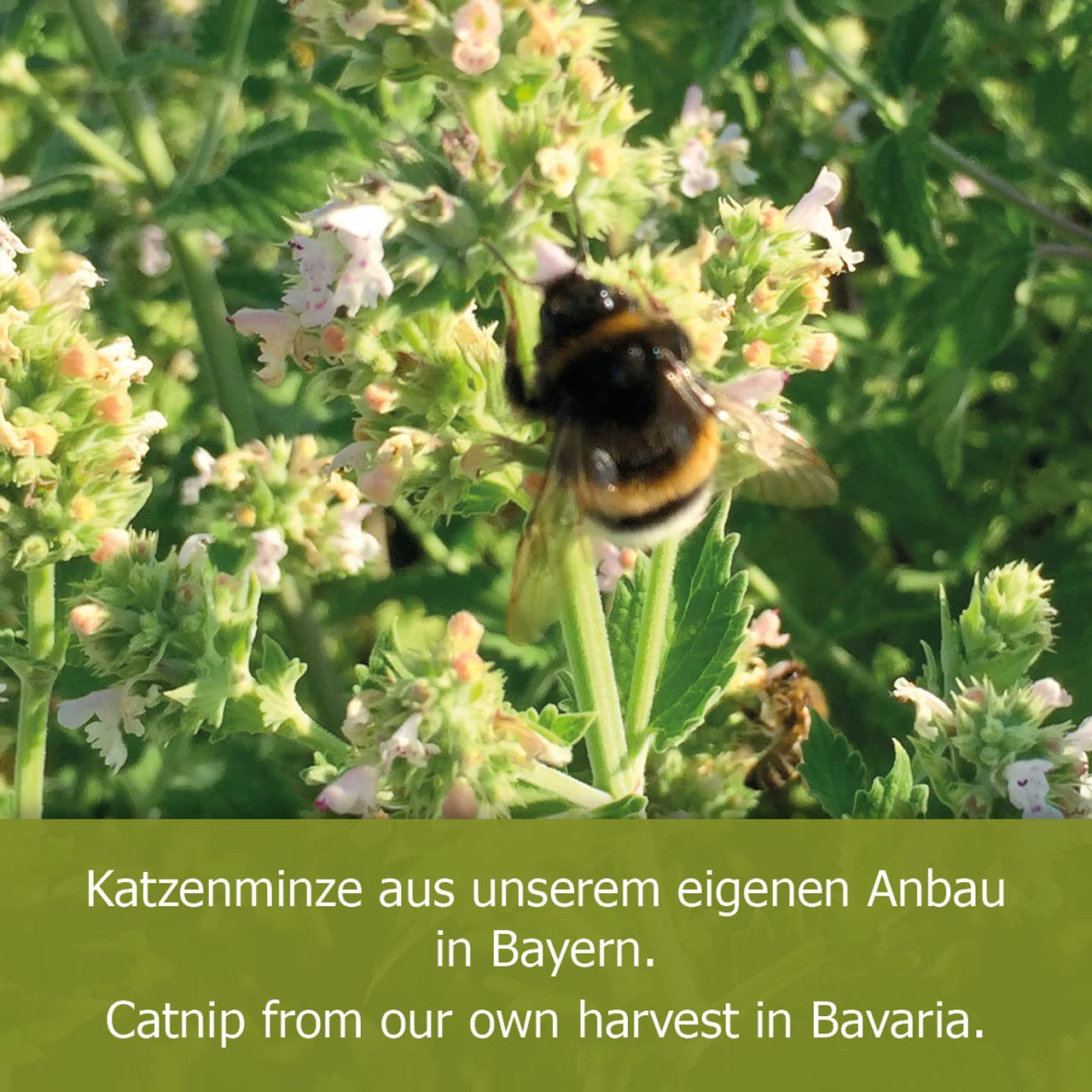 jr-farm-cat-bavarian-catnip-katzenminze-kugel image 3