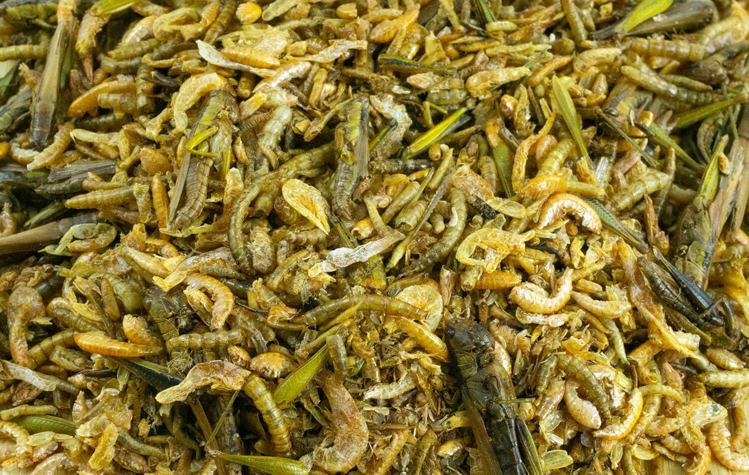 getzoo-insektenmischung-50g-gammarus-grash-pfer-maden-mehlw-rmer-shrimps image 2