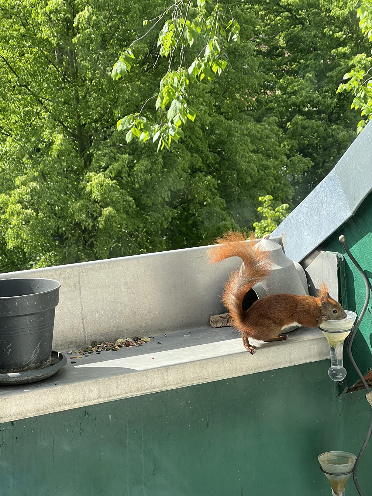 Perfekt für Wildtiere