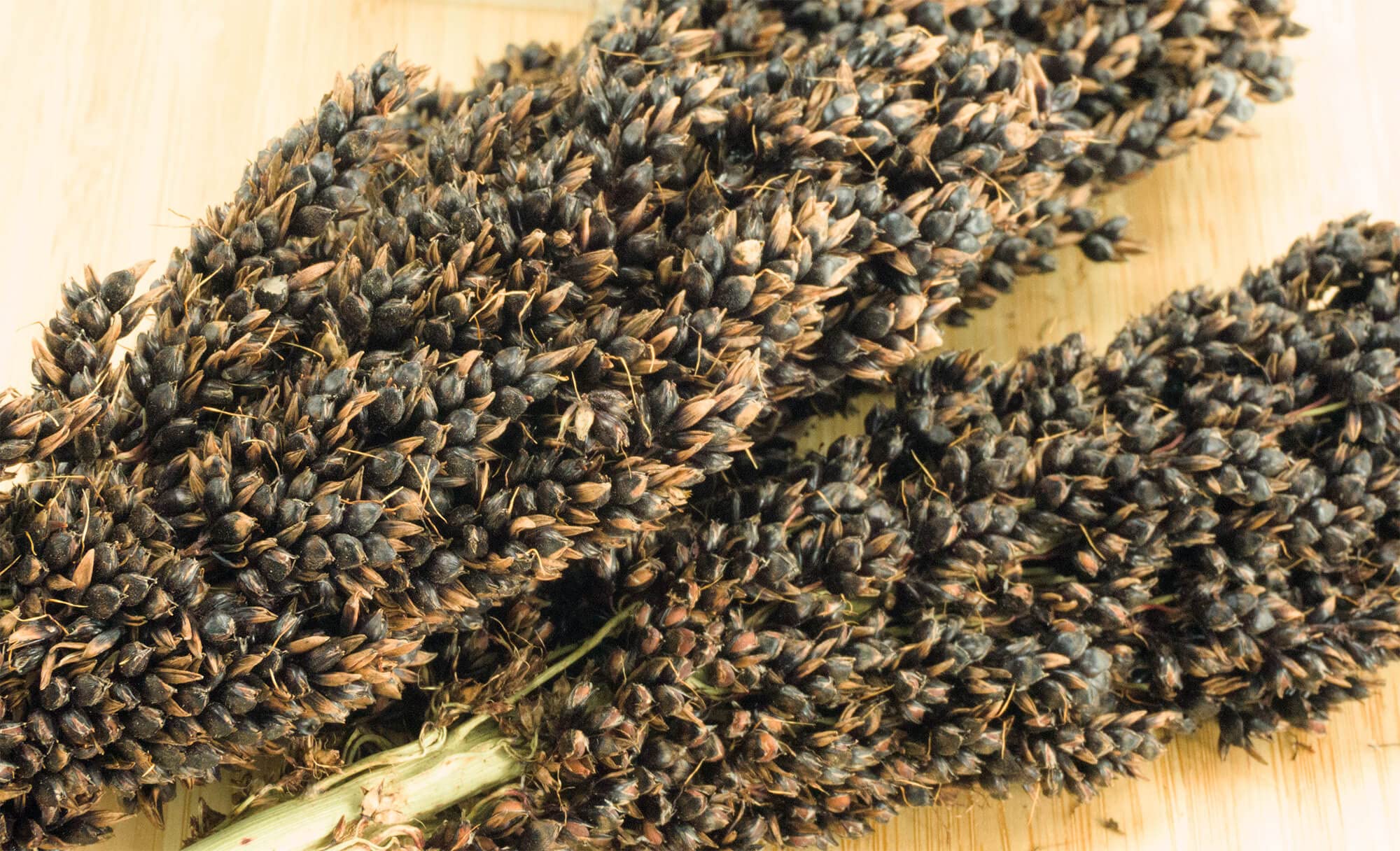 getzoo-sorghum-schwarz-getrocknet-im-bund-erlebnisfutter-besch-ftigung-f-r-nager image 2