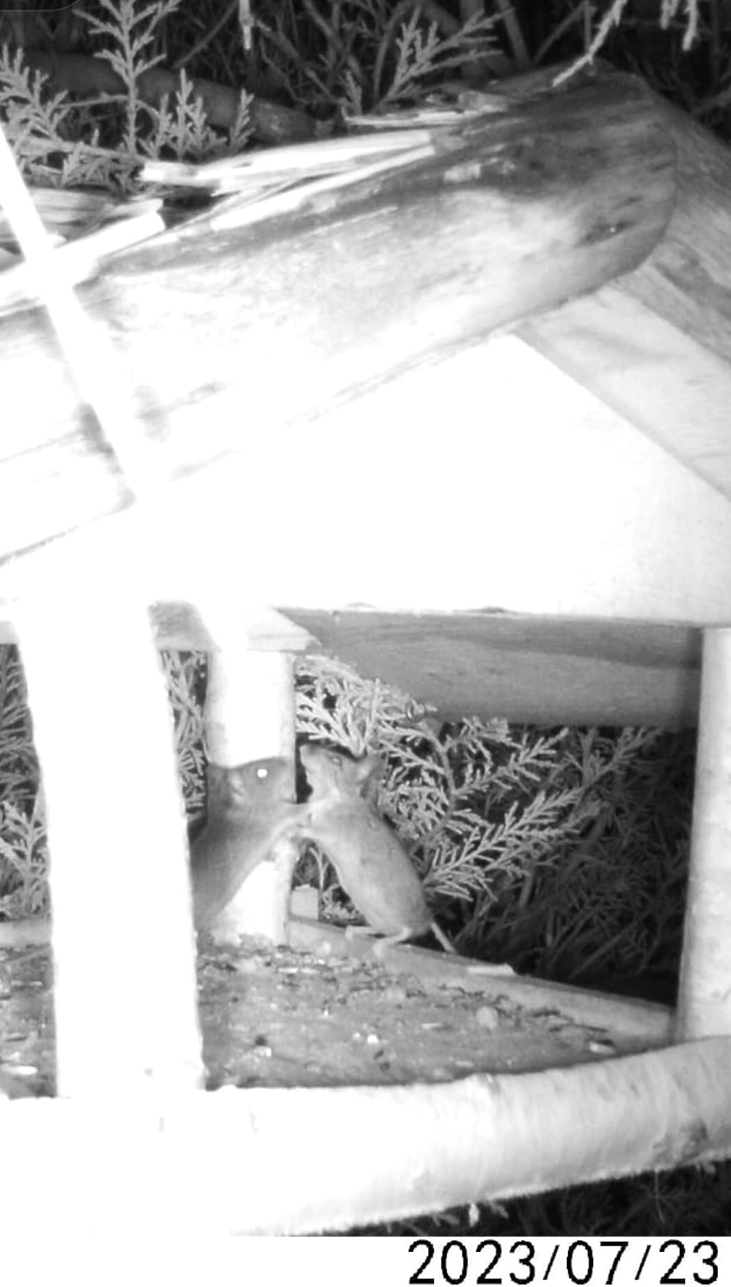 Die Eichhörnchen sind begeistert