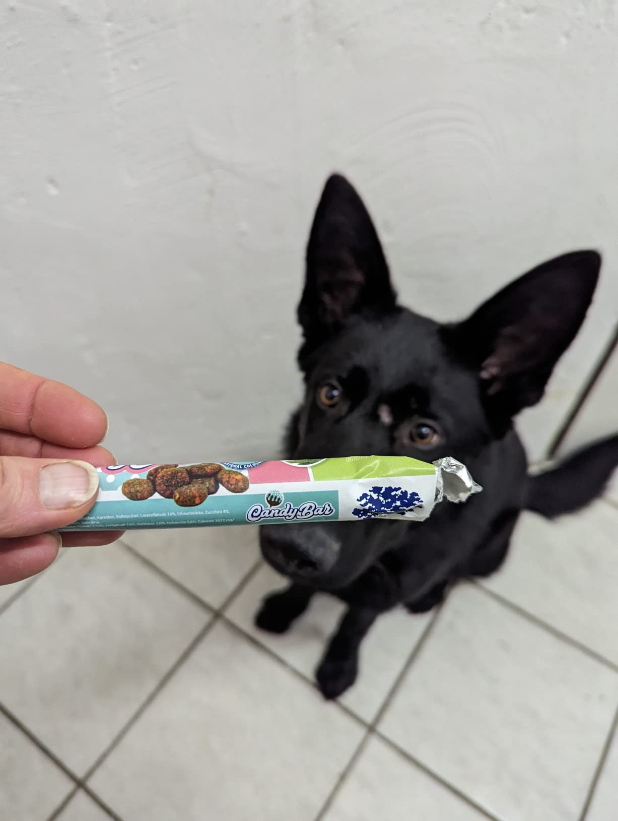 Das Highlight in der Hundeschule