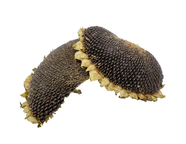 getzoo-sonnenblumenkopf-getrocknet-h-lften-und-st-cke-2-st-ck image 1