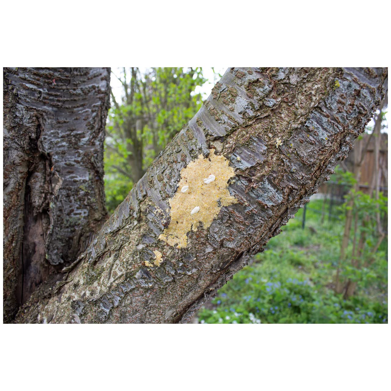jr-farm-garden-bark-butter-n-sse-2kg-erdnussbutter-f-r-wildv-gel image 2